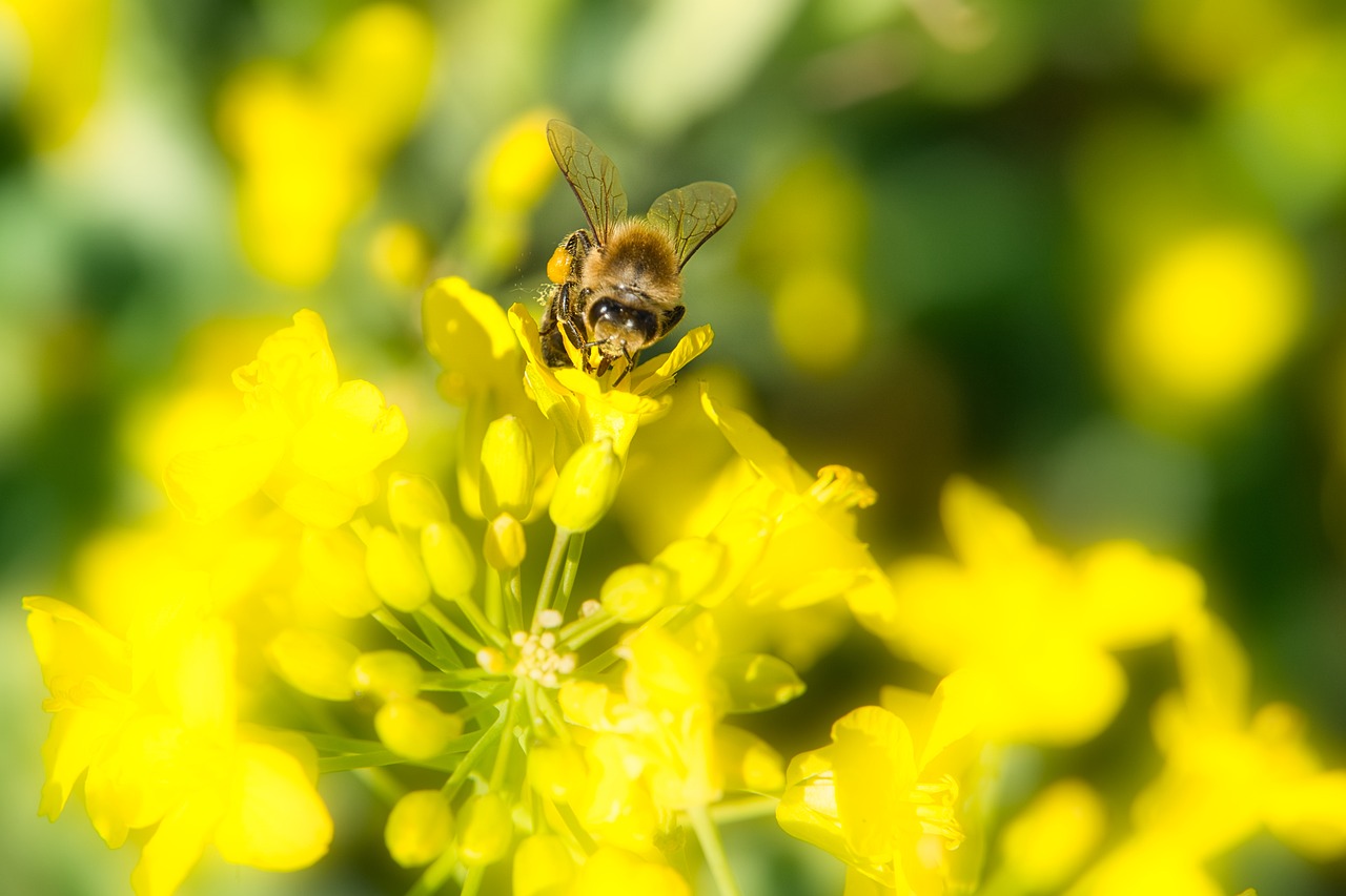 rape blossom, honey bee, pollination-8621591.jpg