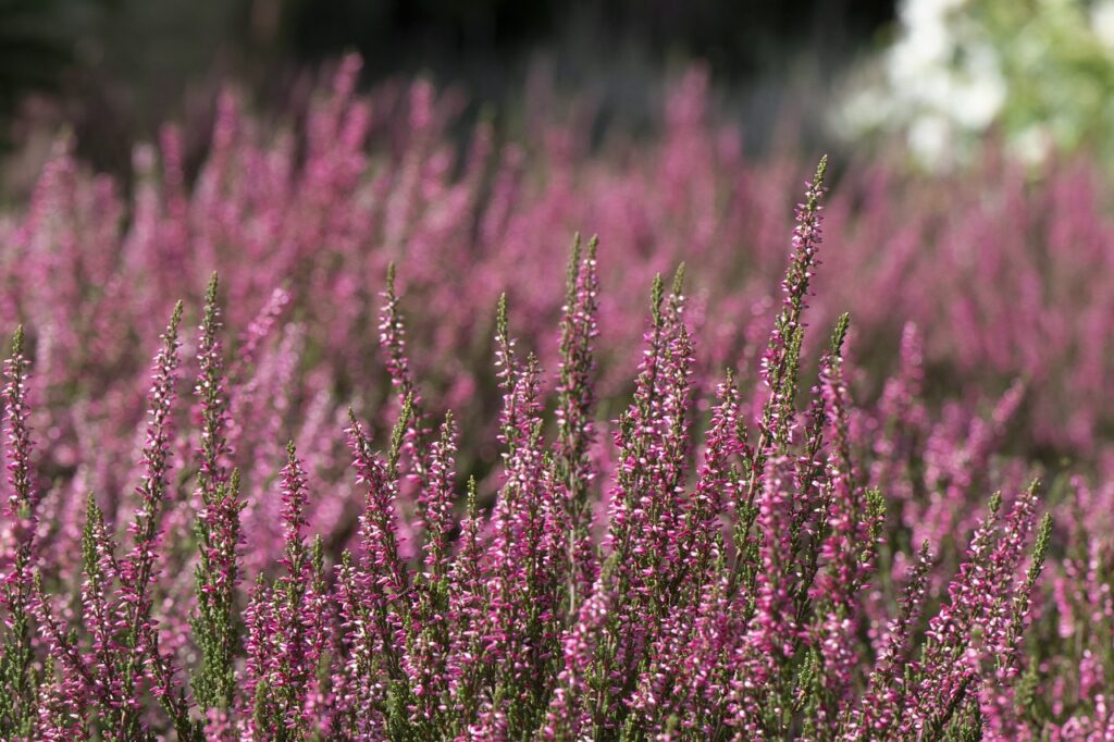 heather, pink, blooms