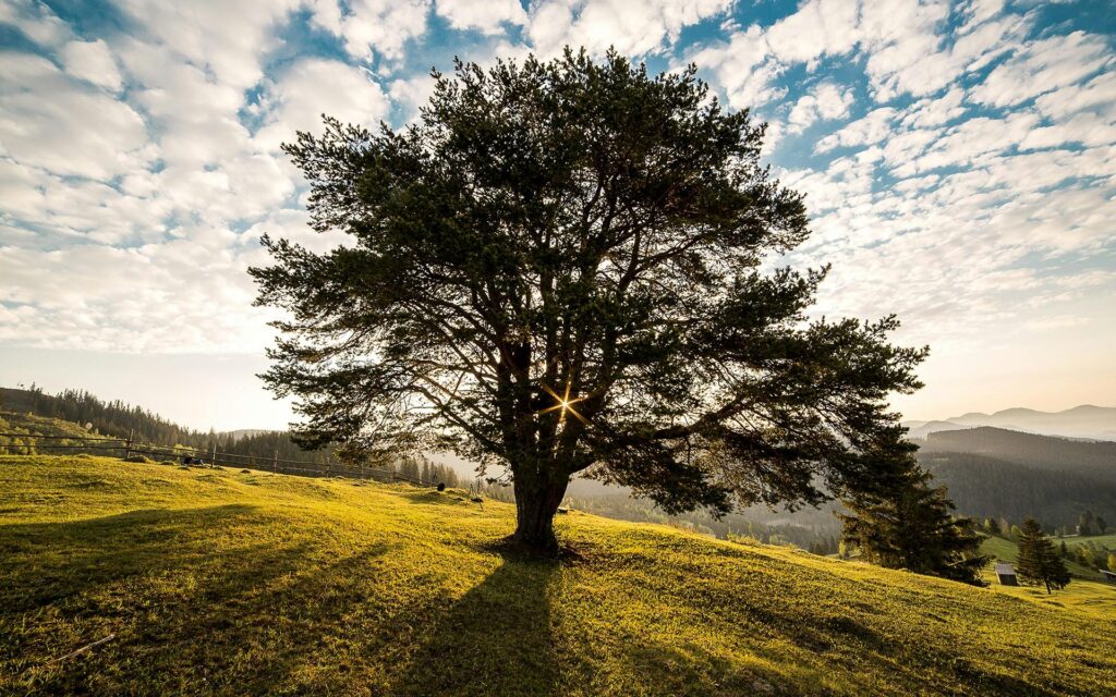 Green Leafed Tree on Mountain